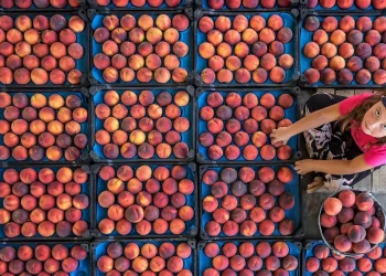 Kırsal Kalkınma Destekleri Kapsamında Tarıma Dayalı Yatırımların Desteklenmesi Hakkında Tebliğ (Yeni!) Resmi Gazete’de Yayınlandı!