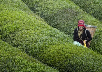 Kırsal Kalkınma Yatırımlarının Desteklenmesi Programı 2025 Başvuru Dönemi Tarıma Dayalı Yatırımlar Uygulama Rehberi Yayımlanmıştır!